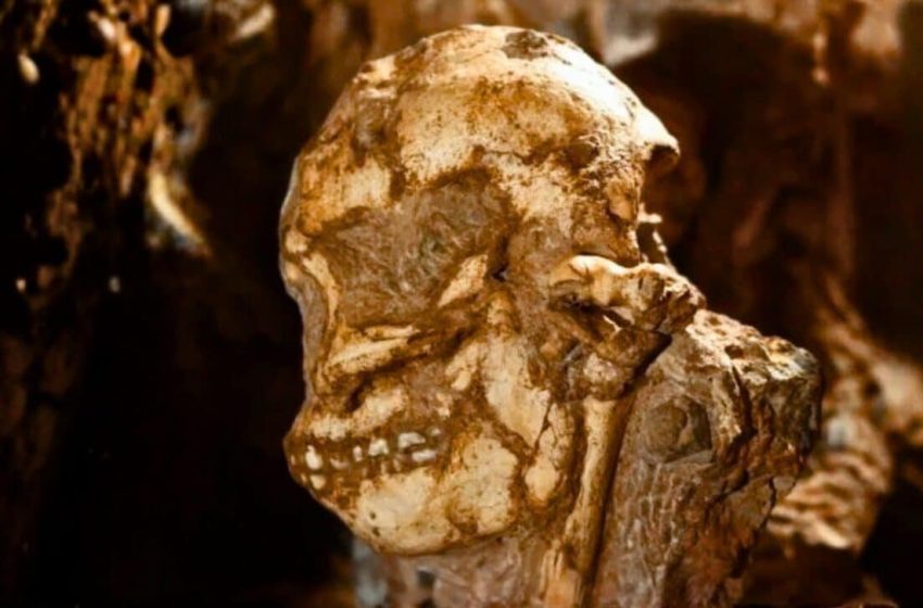  Scientists Finally Reconstruct Little Foot’s Face From a 3.67-Million-Year-Old Crushed Skull