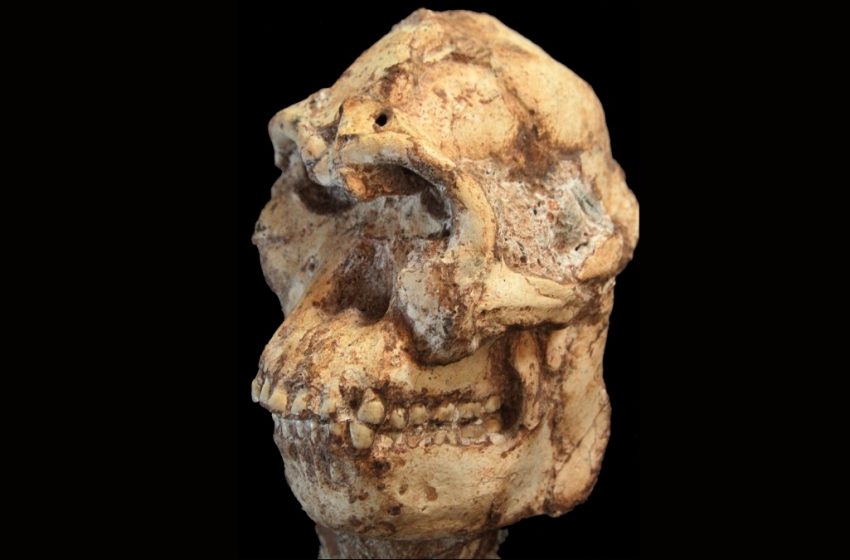  Scientists Reconstruct The Face of a 3.7-Million-Year-Old Human Relative : ScienceAlert