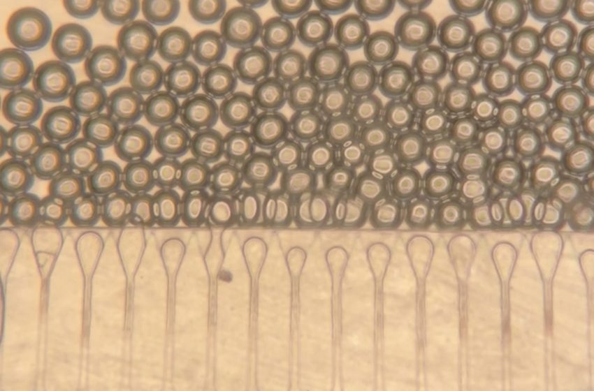  Injectable “satellite livers” could offer an alternative to liver transplantation | MIT News