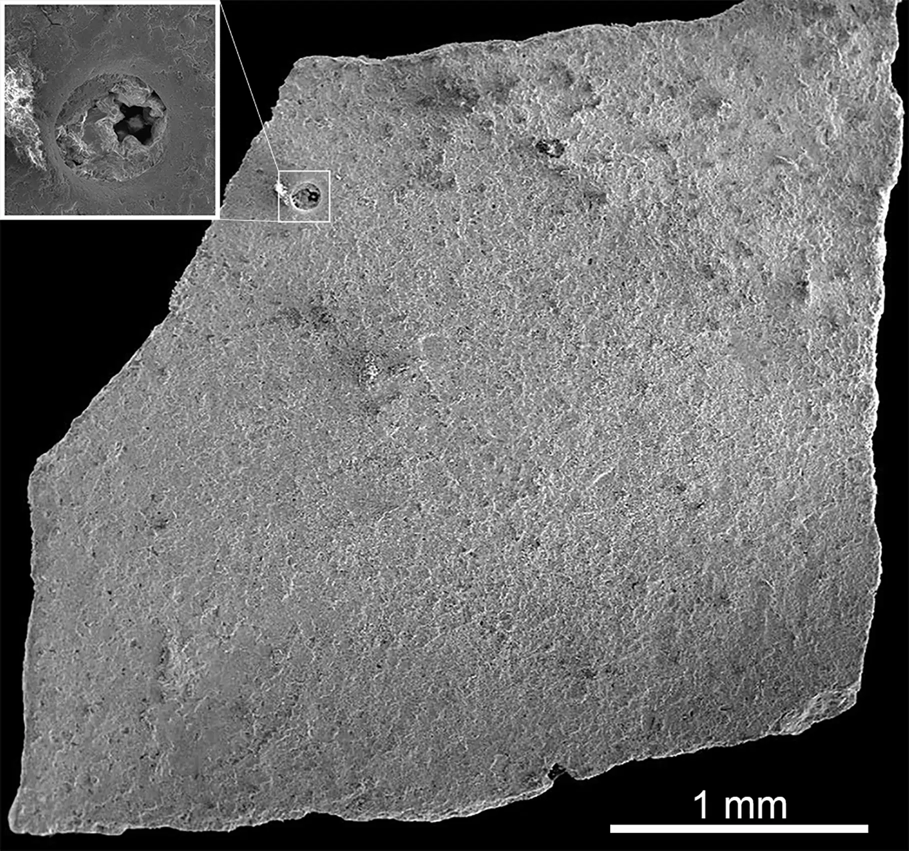 Microscopic View Of A Crocodylomorph Eggshell Fragment From Lourinhã, Portugal