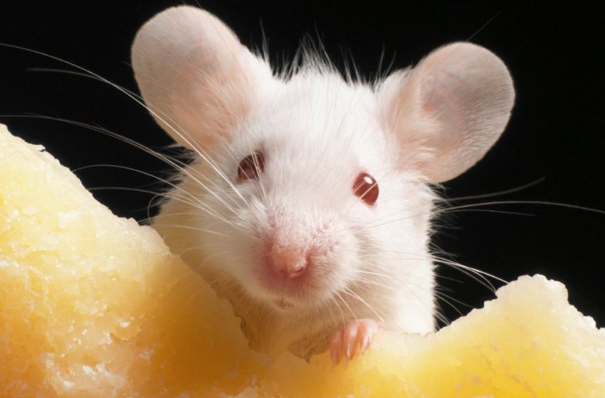  Radical 20-Year Study Reveals Genetic Cloning Hits a Limit : ScienceAlert