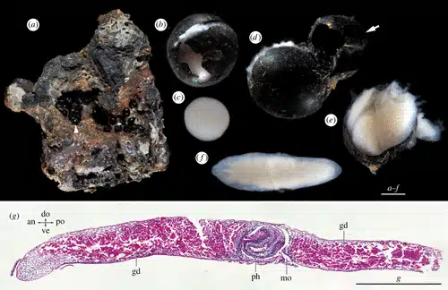 Mysterious Black Spheres From 6,200 Meters Depth Opened To Reveal Fragile Flatworms And Their Internal Anatomy.