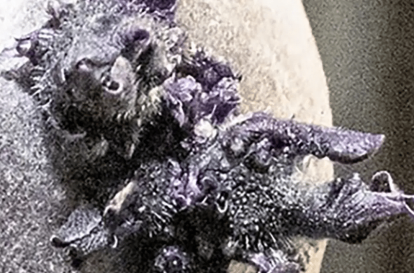  NASA Astronaut Shares Image of Bizarre Tentacled Object Growing on ISS