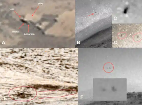 Nasa Rover Images Show Possible Insect Like Creatures On Mars, With Labeled Features Such As Wings, Thorax, And Abdomen.