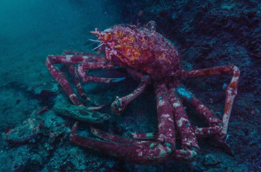  Scientists Discover Rare Fossil in China With an Almost Complete Body and Powerful Jaws