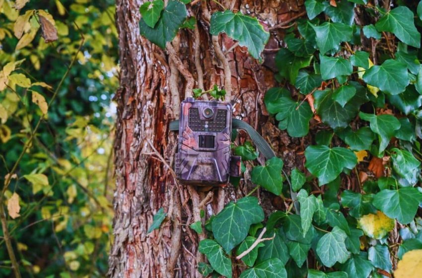  Once Believed to Be Extinct, This Creature Has Recently Been Captured on Camera in California’s Remote Forests