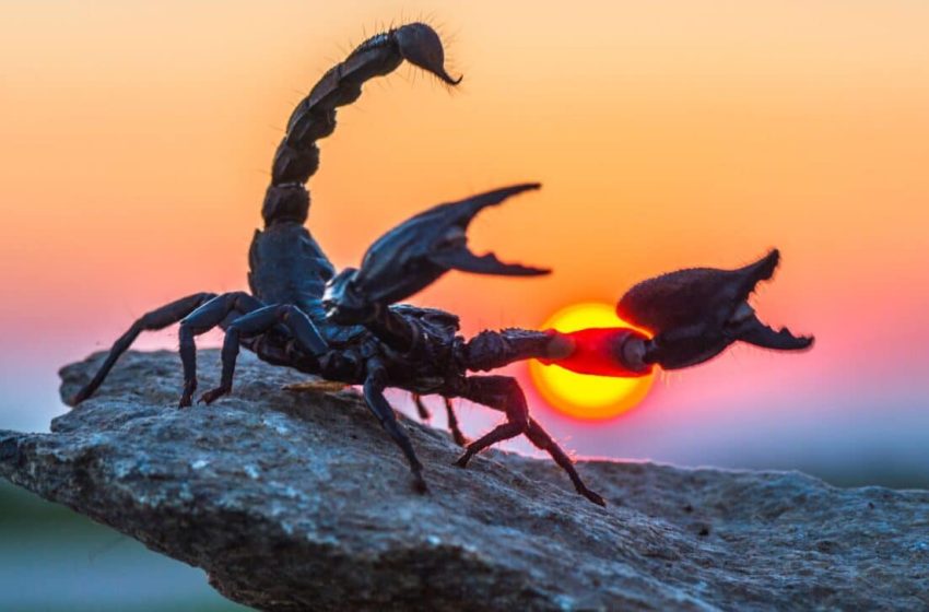  Paleontologists Discovered a Rare 4-Inch Scorpion Fossil Preserved in Rock in China