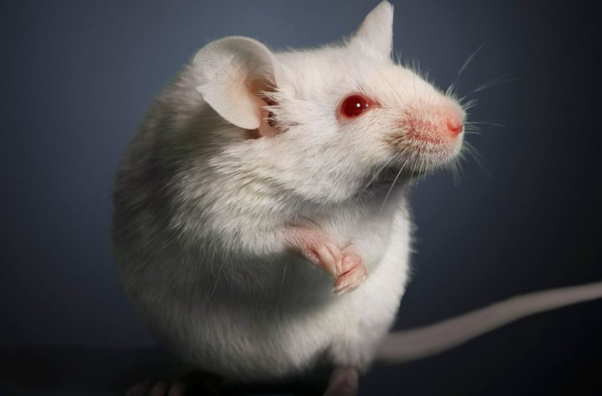  Elderly Poop Transplants Had a Surprising Effect on Young Mouse Ovaries : ScienceAlert