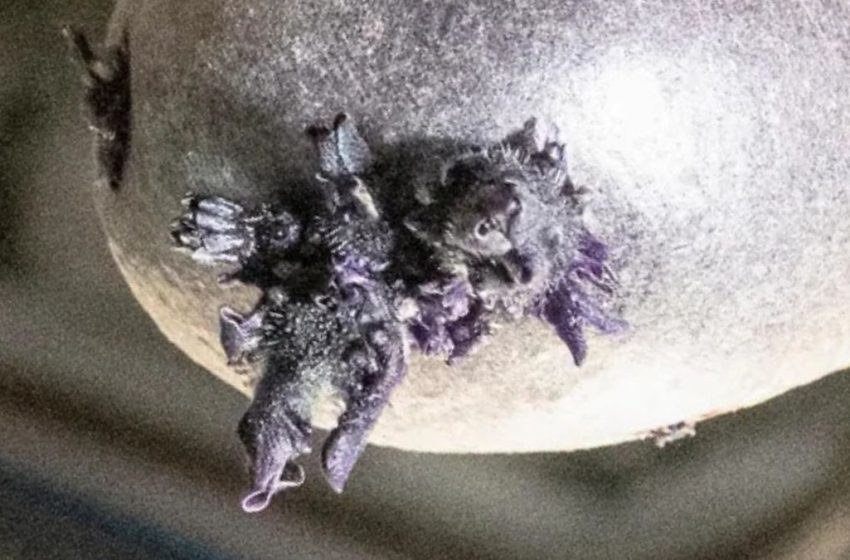  Purple Lifeform Photographed Sprouting ‘Tentacles’ on The ISS : ScienceAlert