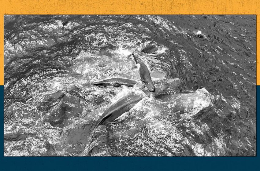  Live Science Today: Jaw-dropping first glimpse of sperm whale birth and how NASA is turning astronauts into test subjects