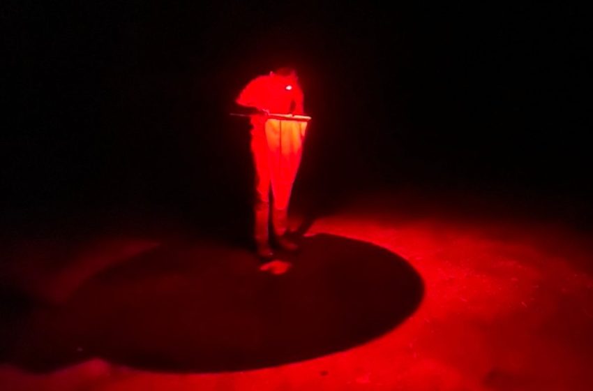  “I would wonder if I was just seeing things.” Scientists make illuminating discovery in South Carolina swamp