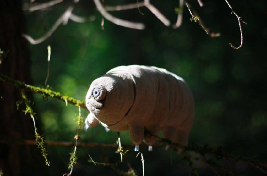  Researchers Test Mars Soil on One of Earth’s Toughest Creatures, The Reaction Was Unexpected