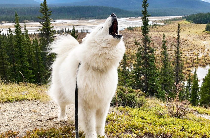  Study shows some dogs have true musical ability