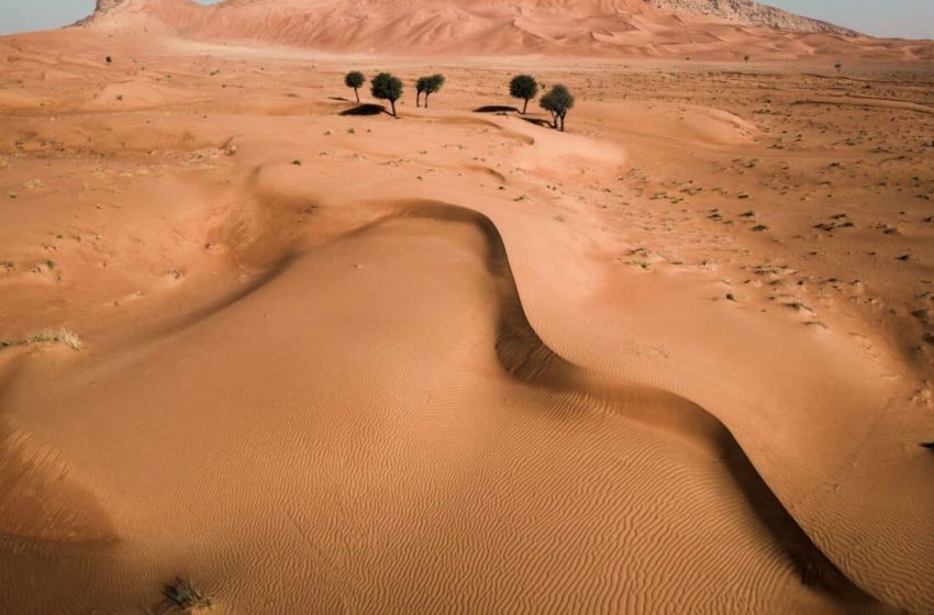  Scientists Discover 1-Centimeter Fossil in the Gobi Desert, The First of Its Kind Ever Found