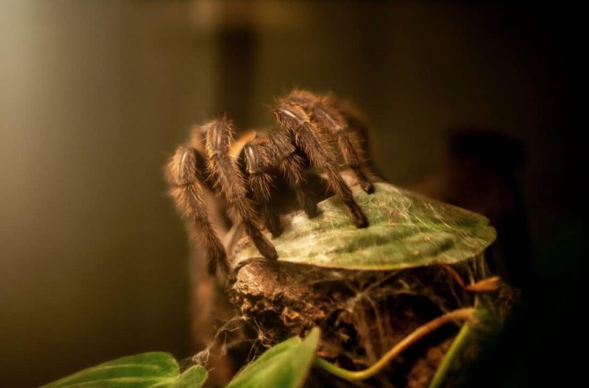  Scientists Discover One of the Biggest Tarantulas Ever, Revealing Features Never Recorded Before