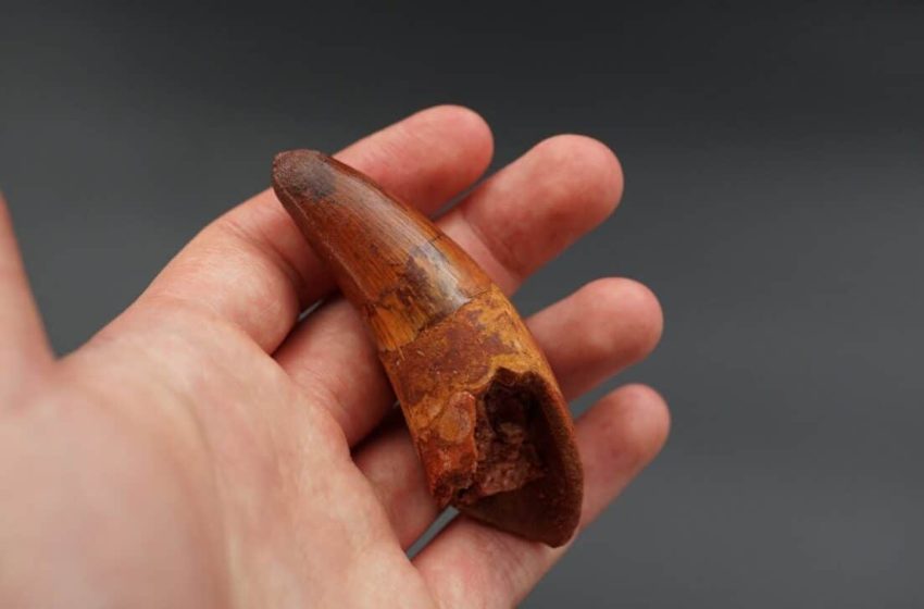  Scientists Found a Fossil Dinosaur Skull Like No Other, Hiding a Tooth Deep Inside