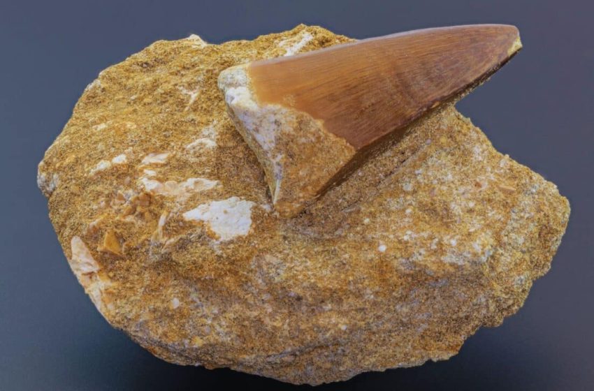  Scientists Discover a Rare Fossil With a Tooth From Another Predator Locked Inside for Millions of Years