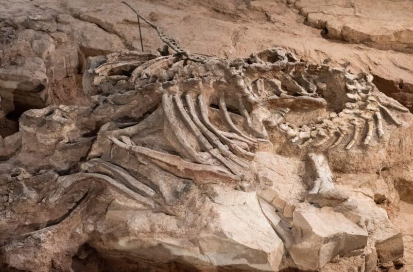  Scientists Discovered This Massive 7,000-Pound Dinosaur Fossil With Skin Still Intact