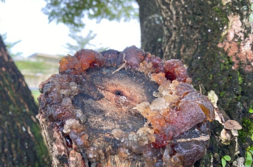  Scientists Discovered a 300-Million-Year-Old Tropical Forest Preserved Under Volcanic Ash in China