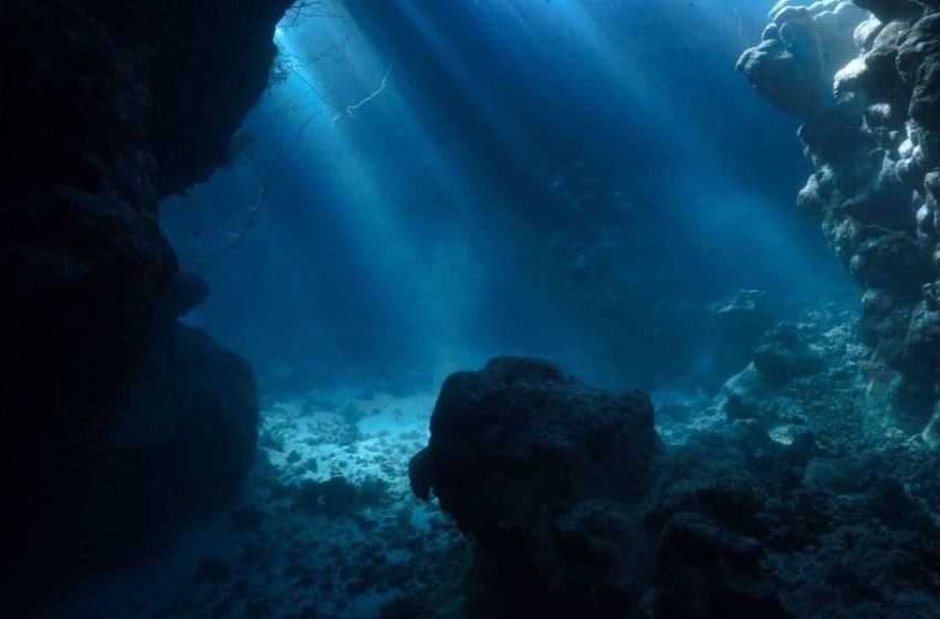  Scientists Expected a Barren Seafloor in This Remote Region of Argentina. Instead, they found 28 Potential New Species