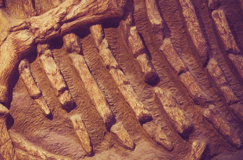  Scientists Find Hemoglobin Traces in Dinosaur Bones Once Thought Impossible to Preserve for Millions of Years