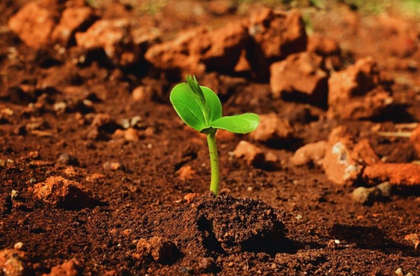  Scientists Have Found a Plant That Can Lose 98% of Its Water and Still Grow on Mars