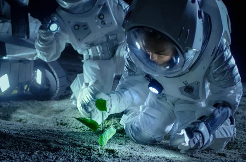  Scientists Have Just Successfully Grown Chickpeas in Lunar Soil for the First Time