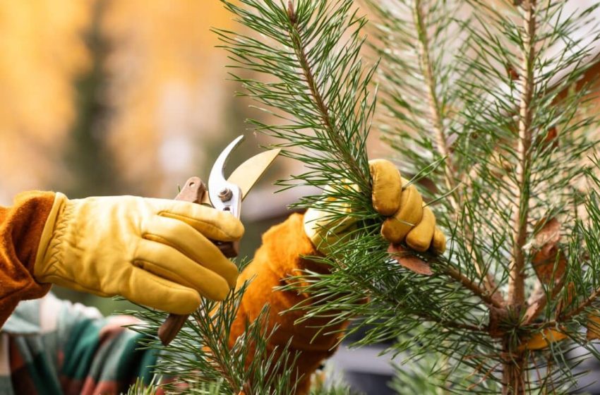  Scientists Have Just Uncovered That Plants Scream in Pain, Find Out What They Really ‘Say’ When They’re Hurt