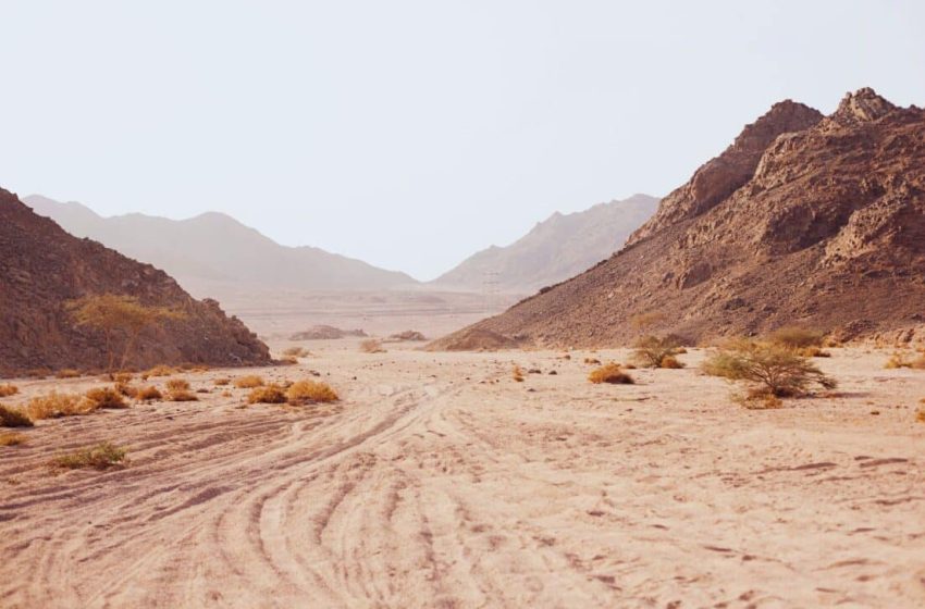  Scientists Stumble Upon Unexpected Creature While Digging in One of Earth’s Driest Places. Here’s What They Uncovered