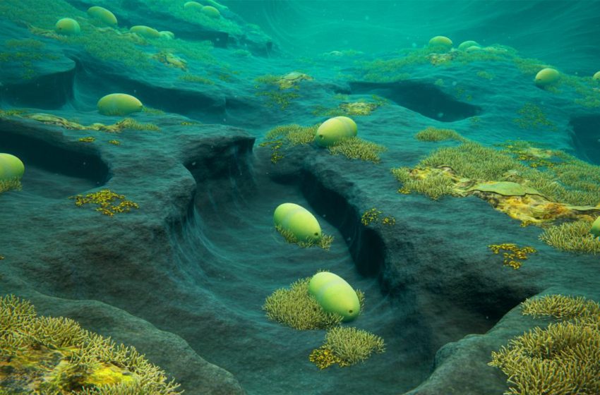  Scientists Stunned: Colossal Eggs Discovered 3,500 Meters Beneath an Active Volcano