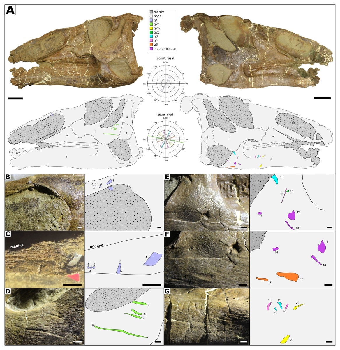 Skull With Embedded Tooth And Associated Tooth Marks, Showing Location And Orientation
