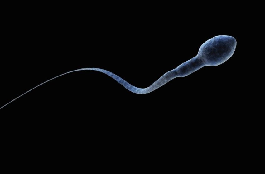  Sperm Get Lost in Microgravity, And It Could Seriously Impact Space Travel : ScienceAlert