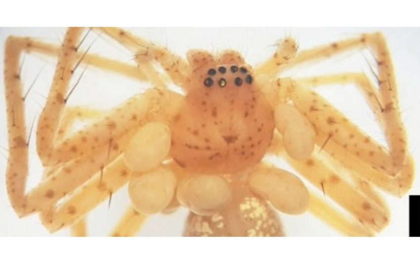  Scientists discover a spider with a beaded ‘pearl necklace’
