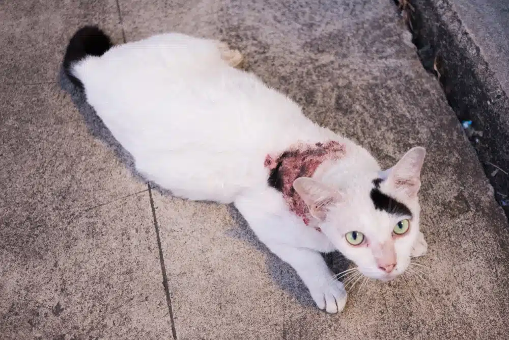 Cat,on,street,with,feline,lesion.
