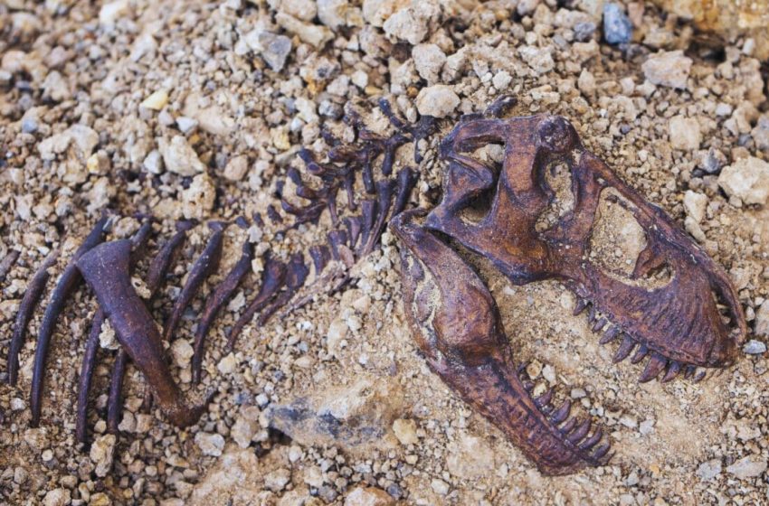  T. rex’s Growth Took Longer Than Anyone Ever Imagined. Here’s What Scientists Found
