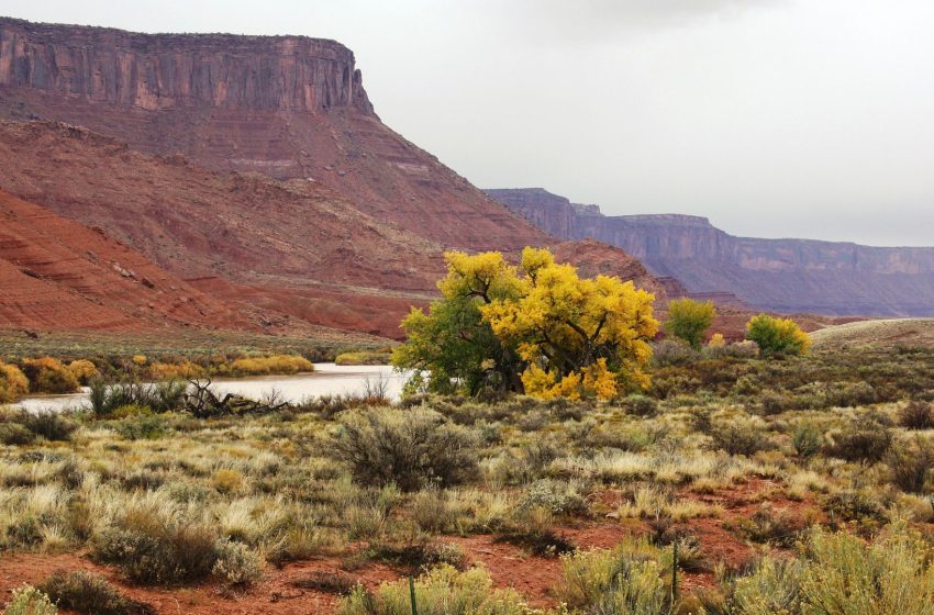  Drought paradox study reveals plants around Colorado River turn to groundwater when it gets too hot and dry, reducing flow into the already strained basin