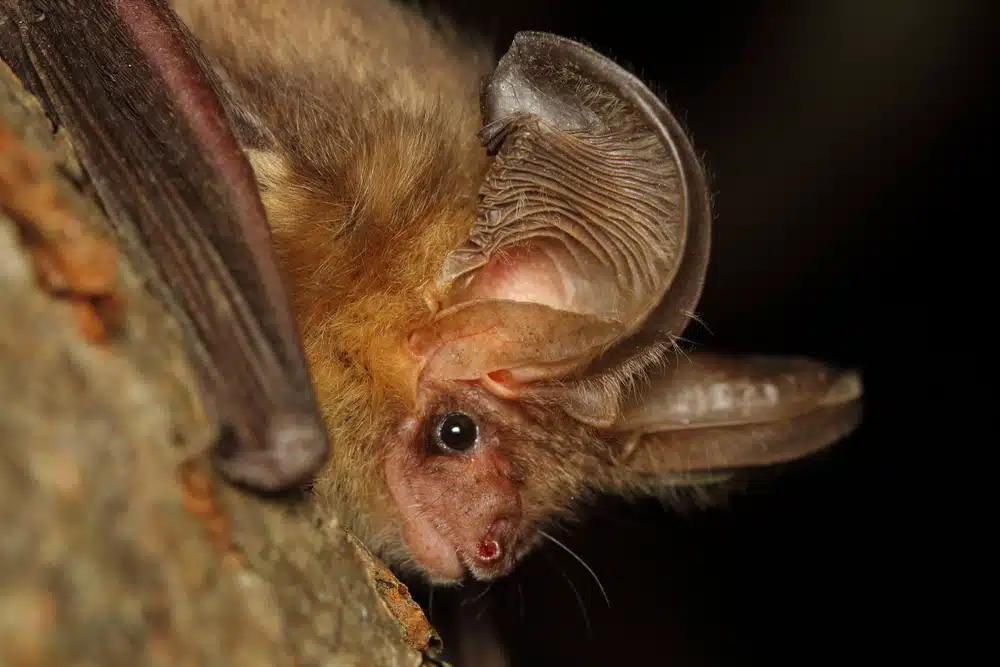 The,brown,long Eared,bat,or,common,long Eared,bat,(plecotus,auritus)