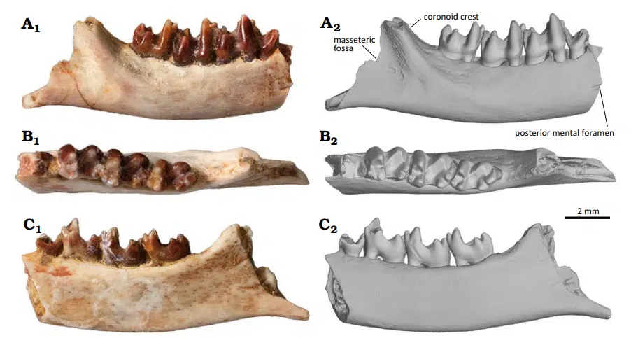 The Type Specimen Of Ravjaa Ishiii, A Zhelestid Eutherian
