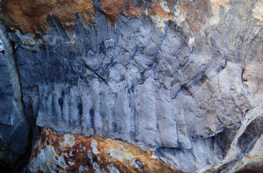  This Giant Creature Really Existed 300 Million Years Ago Long Before Dinosaurs Ruled Earth