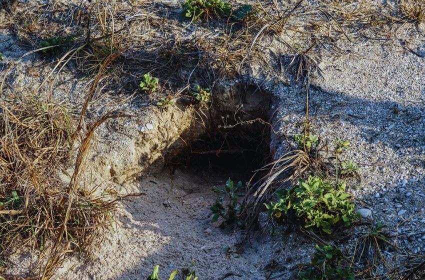  This Land Was Left for Dead, Until Scientists Dropped These Underground Creatures on It, Now It’s Covered with 40,000 Plants