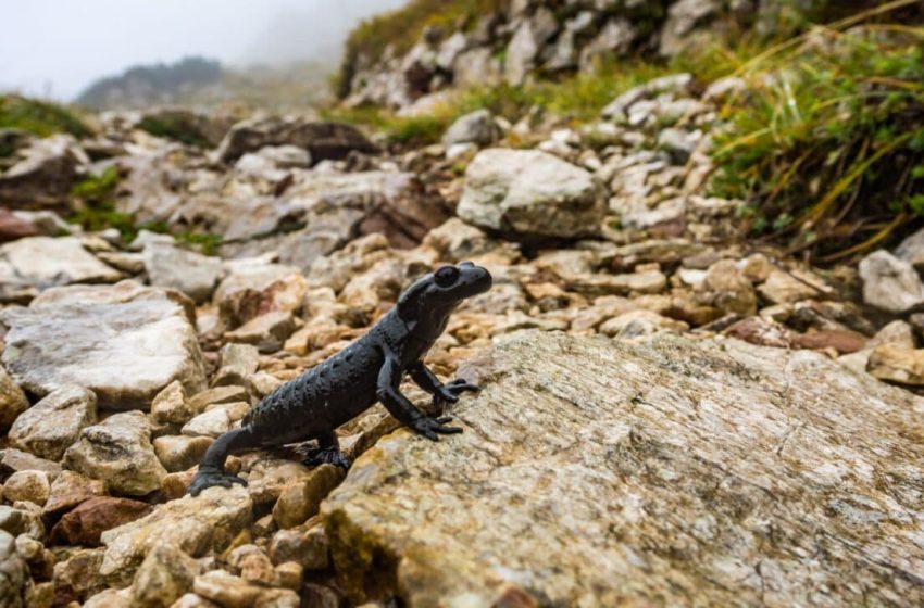  This Oddball Salamander Ancestor Stood Out in Prehistoric Waters with Its Bizarre, Evolution-Defying Jaw