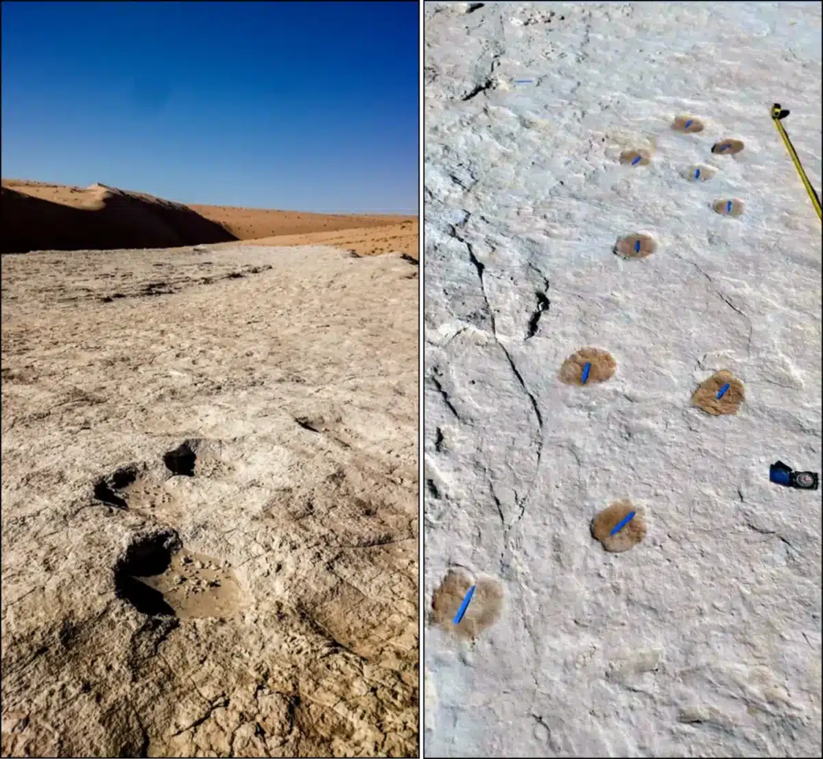 Trackways Of An Elephant (left) And A Camel (right).