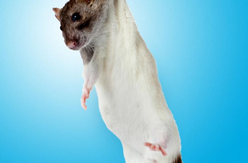  A gut microbe linked to the Mediterranean diet boosts muscle strength in mice