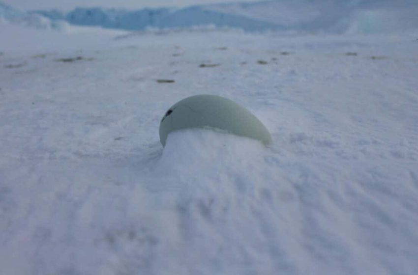  Unnoticed for 68 Million Years, Scientists Found One of the Largest Eggs Ever in Antarctica