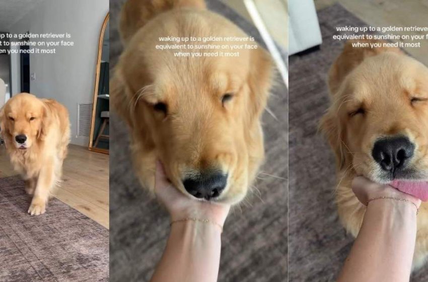 Video: Owner Shares Feeling of Waking up to Golden Retriever