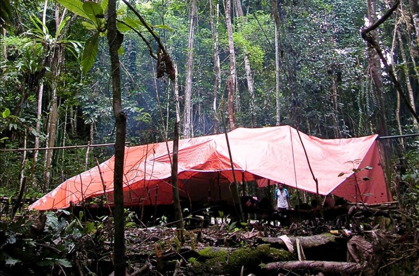  “Exceptional discovery.” Animals thought extinct for 6,000 years found alive in Indonesian rainforest