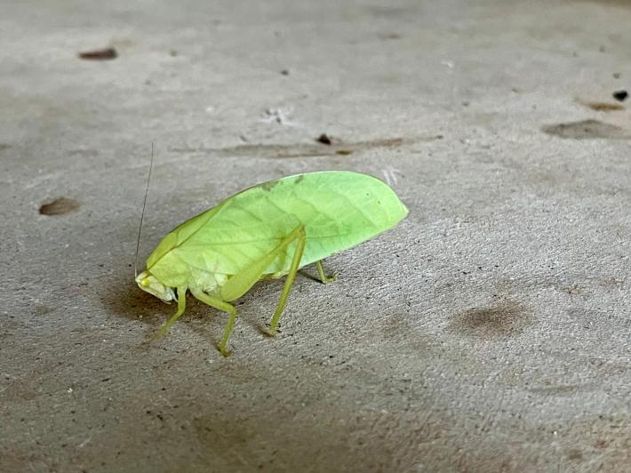 a totally green katydid