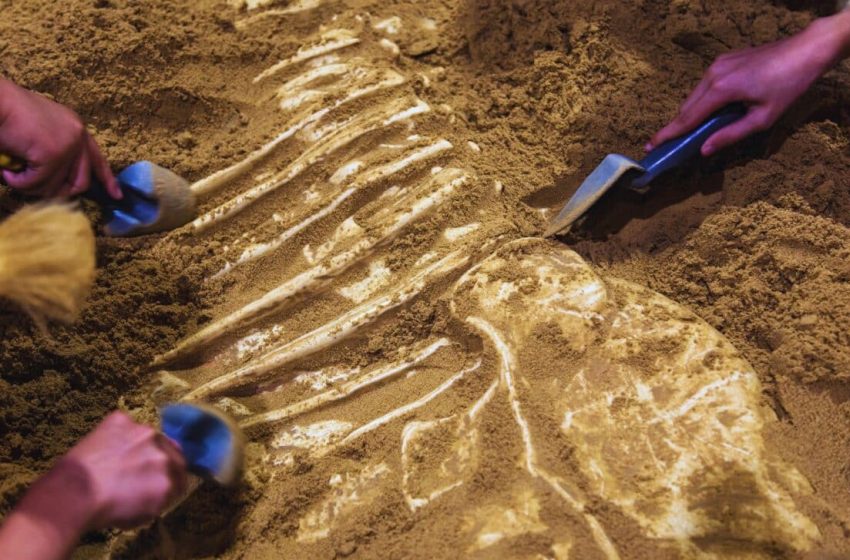  Workers Unearthed a Monstrous 3-Meter-Long Creature Under a Construction Site