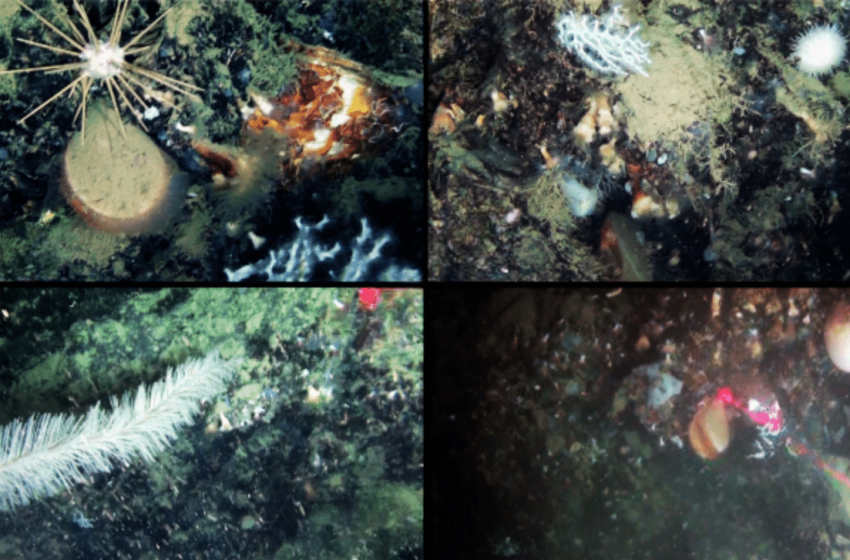  A Deep-Sea Expedition Reveals a Hidden Underwater World in a Deep Mediterranean Canyon, Untouched for Centuries