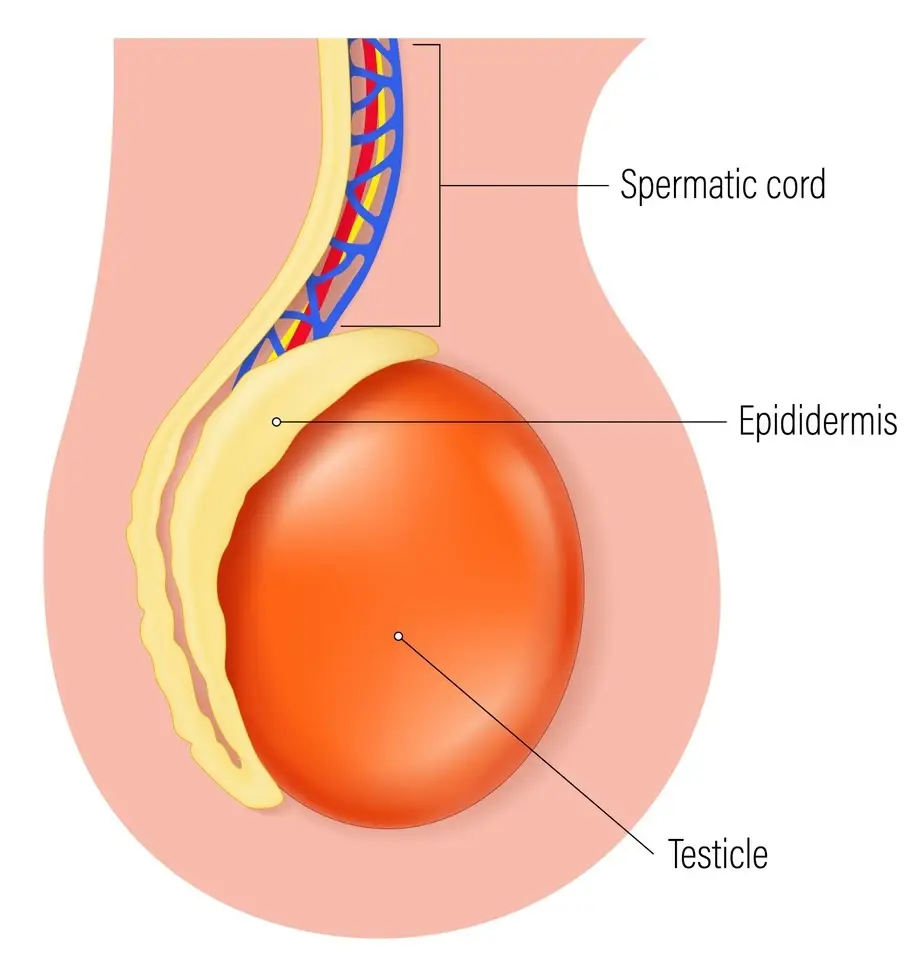 Sperm travels via the epididymis before beinge expelled from the body (Getty stock images)